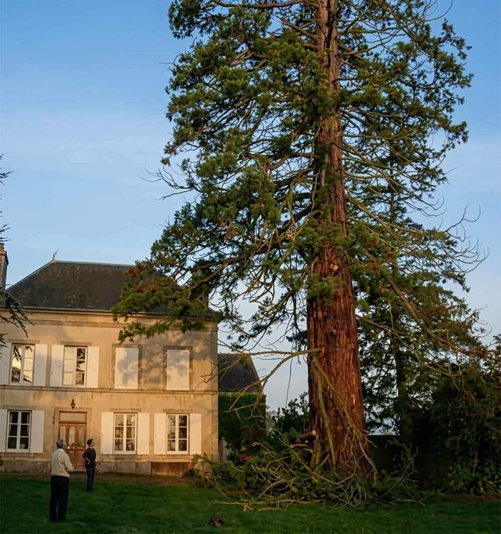 Service d'élagage d'arbre Normandie