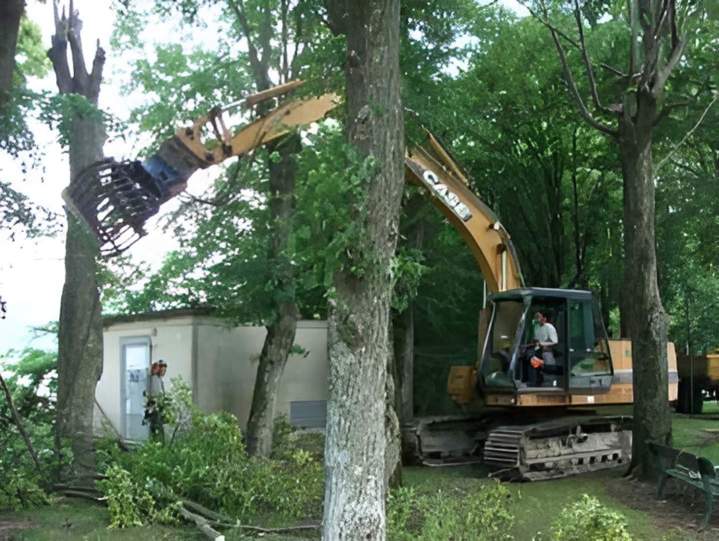 Travaux d'élagage Normandie