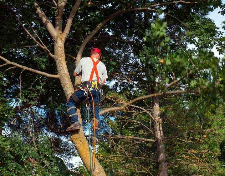 Service d'élagage d'arbre Normandie